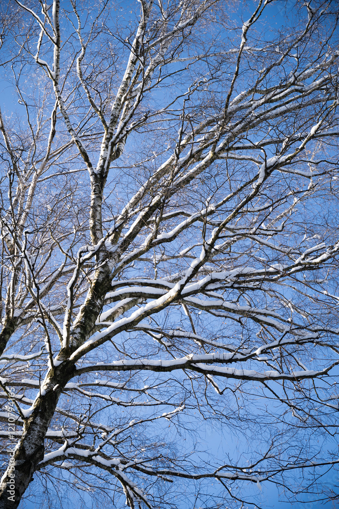 beautiful snow-covered trees in a winter sunny park