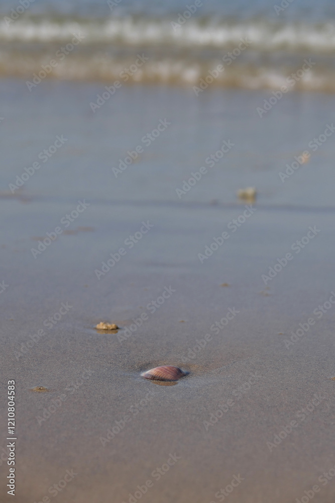 Sea shell on the sand at the beach, closeup of photo Sea shell on the sand at the beach, closeup of photo