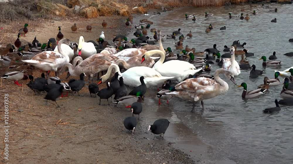 Swans and wild ducks eat grain on the shore of a reservoir where people feed them in winter, Black Sea, Odessa