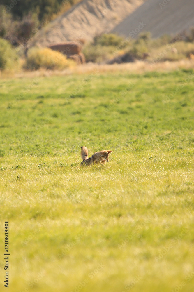 Pouncing Coyote Pouncing Coyote