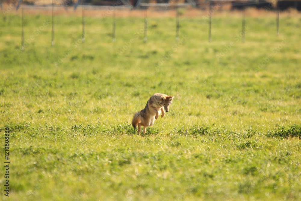 Coyote Coyote
