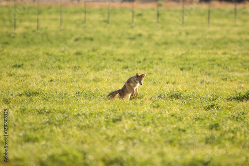 Coyote pouncing  photo