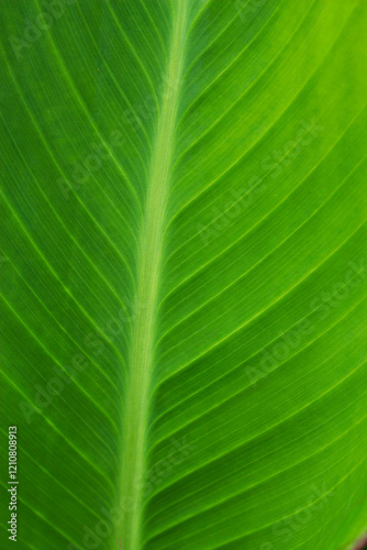green tropical leaf texture with summer close up
