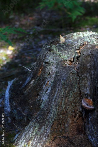 old tree stump with lichen in the wild forest in summer time