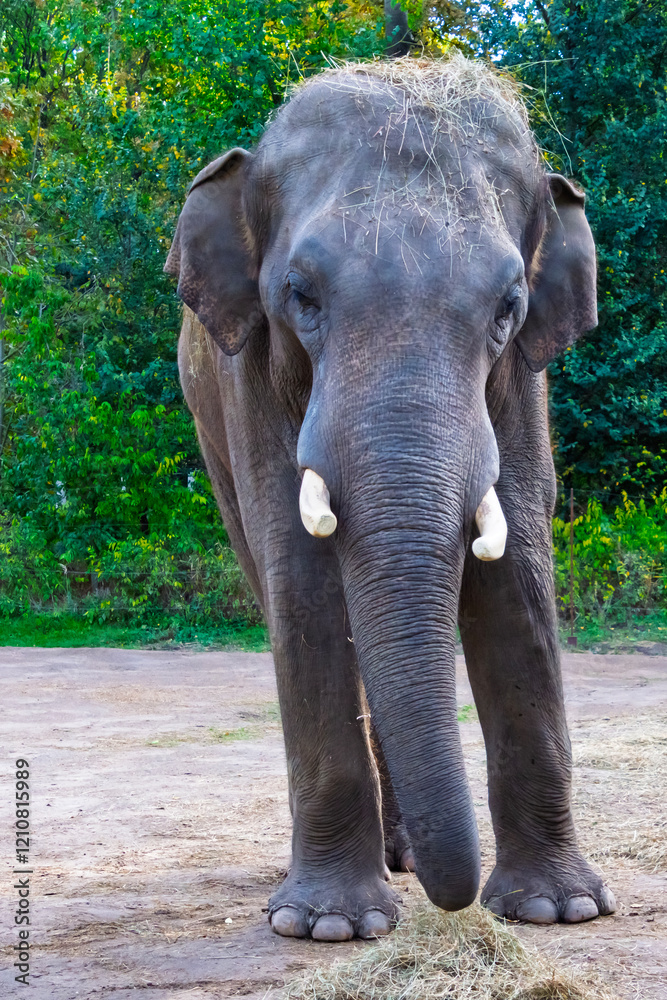 Fototapeta premium Young Asian elephant bull