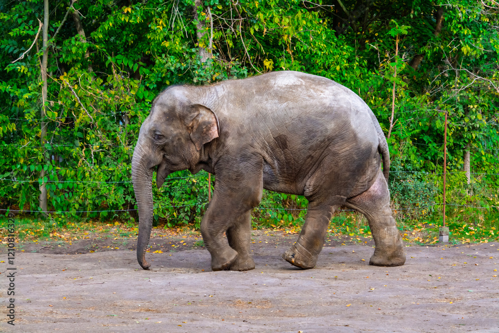 Fototapeta premium Young Asian elephant bull