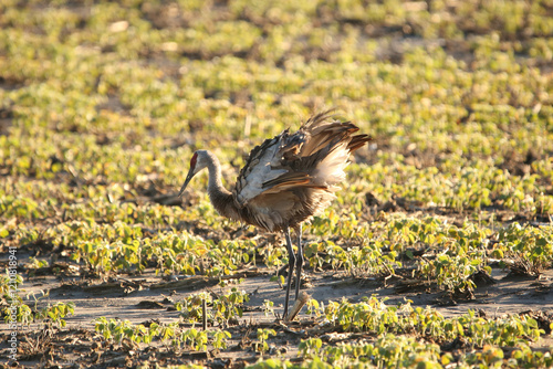 crane
