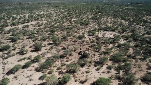 Herd of Giraffes Running Through African Savannah
