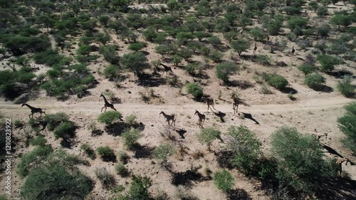 Herd of Giraffes Running Through African Savannah
