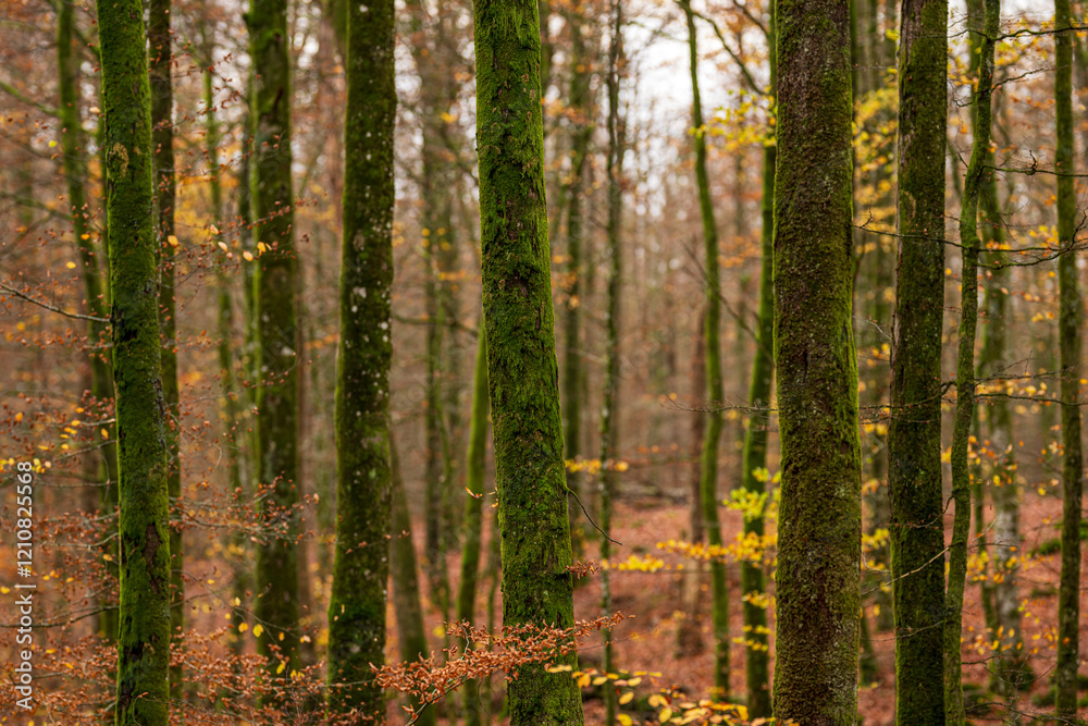 Obraz premium Moss growing on beech trees in a forest.