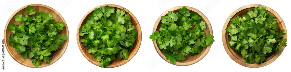 Cilantro vegetable isolated on transparent background, PNG, Set of Cilantro vegetable isolated on transparent background, PNG, Set of