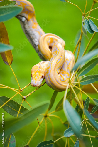 Beautiful yellow python slithering on a tree branch in a green park. Albino snake. Snake with the scientific name Malayopython reticulatus. photo