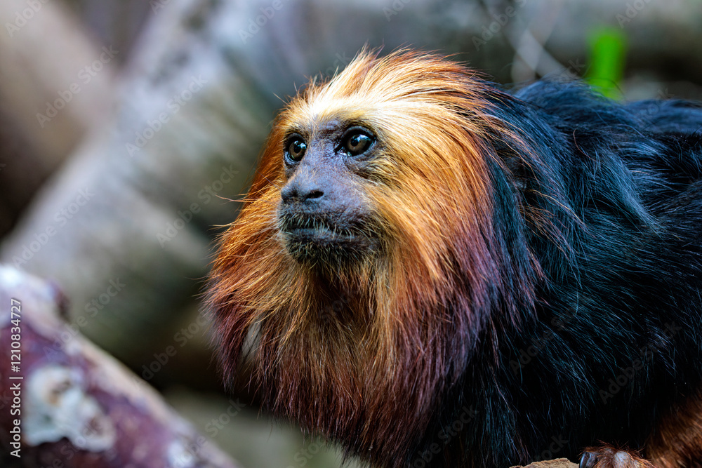 Goldkopflöwenäffchen (Leontopithecus chrysomelas) Goldkopflöwenäffchen (Leontopithecus chrysomelas)