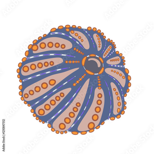 Sea urchin shell. Hand-drawn seashell