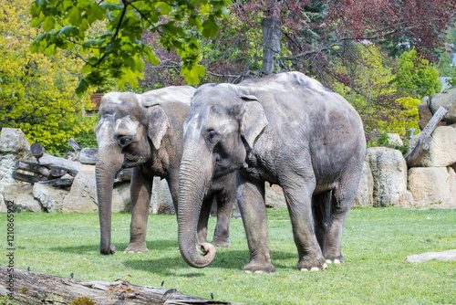 Photography A pair of elephants on the lawn at the zoo
