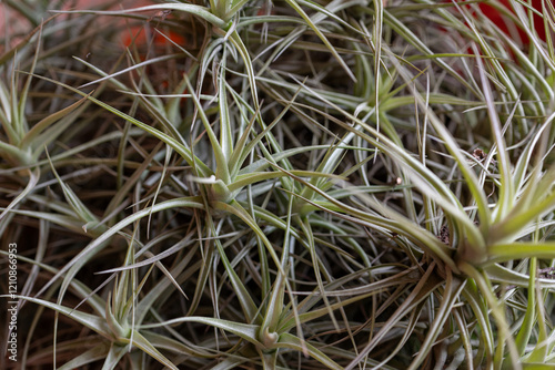 Hygrophilous plant in detail on the leaves.
 photo