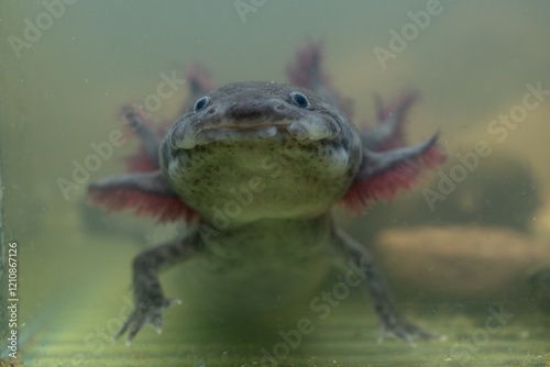 Wallpaper Mural Natural colored axolotl in cloudy aquarium water.
 Torontodigital.ca