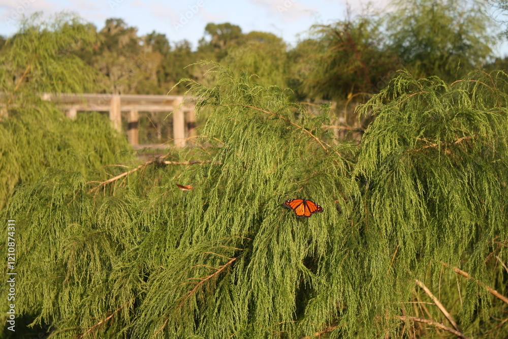 A vibrant monarch butterfly perched on flowing green willow branches, with a wooden fence visible in the background during golden hour lighting
A vibrant monarch butterfly perched on flowing green willow branches, with a wooden fence visible in the background during golden hour lighting