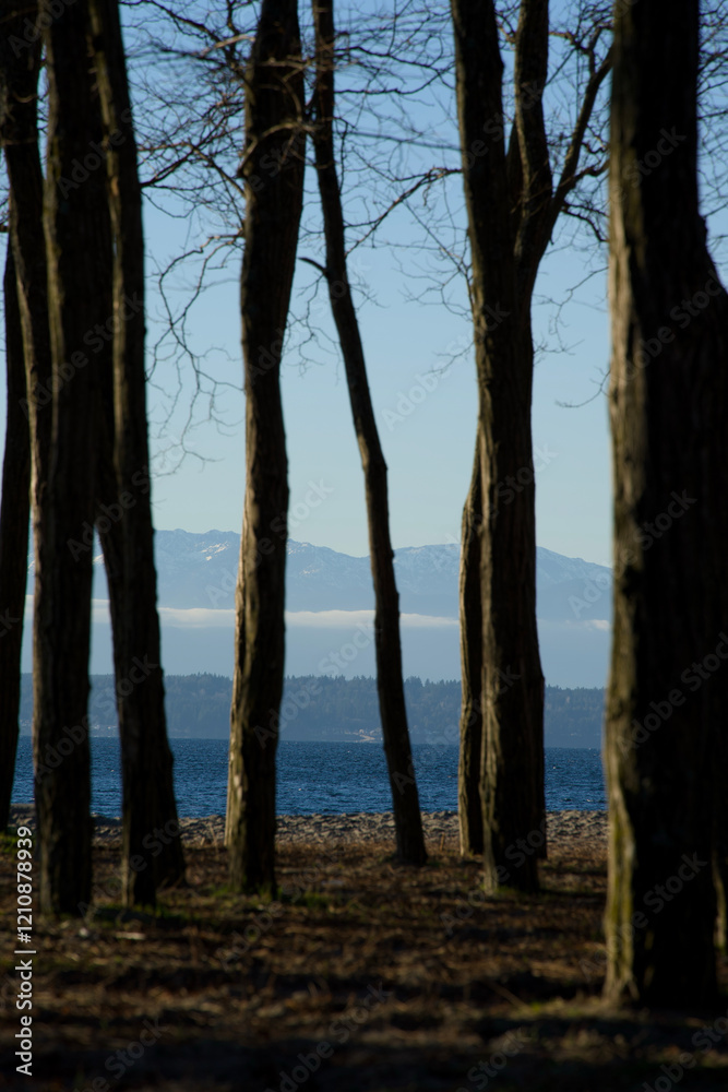 Scenic View of a Beach through Forest Trees Scenic View of a Beach through Forest Trees