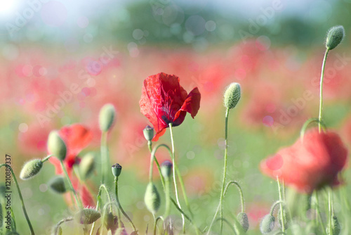 tulipani ,  rossi  , cielo , blu , prato , fiori campana 