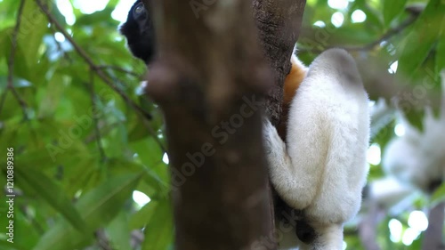 4K footage of a male crowned sifaka (Propithecus coronatus) lemur sitting on a branch and looking downwards in Madagascar's tropical forest. photo