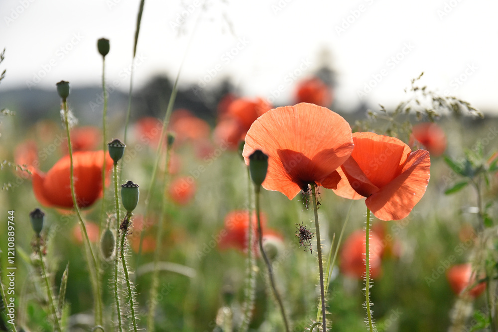 Naklejka premium tulipani , rossi , cielo , blu , prato , fiori campana