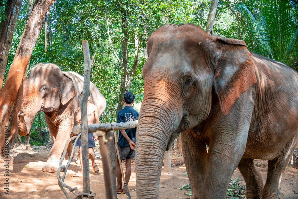 Fototapeta premium Elephants in the outdoors in Krabi Thailand
