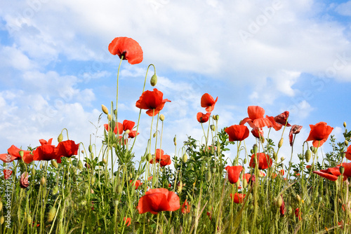 tulipani ,  rossi  , cielo , blu , prato , fiori campana  © AnetaMalinowskaART