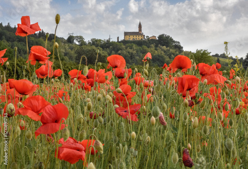 tulipani ,  rossi  , cielo , blu , prato , fiori campana 