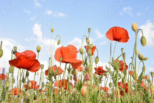 Obraz na płótnie tulipani ,  rossi  , cielo , blu , prato , fiori campana