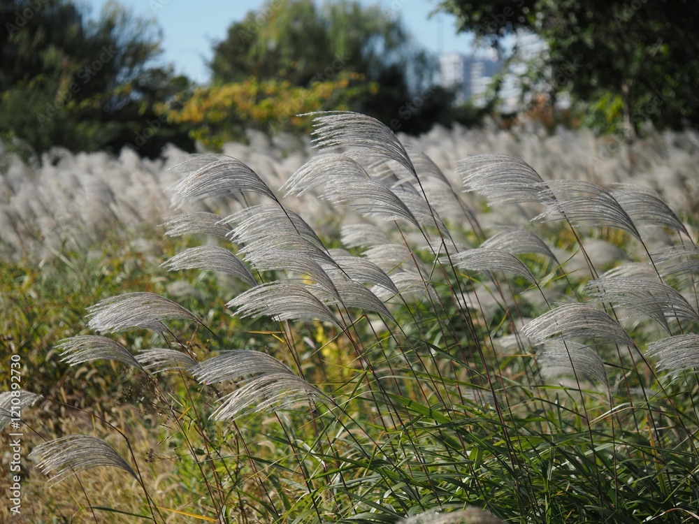 Fototapeta premium 穂を垂れるススキの野原