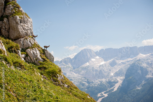 Ibex on a Cliffside in the Julian Alps