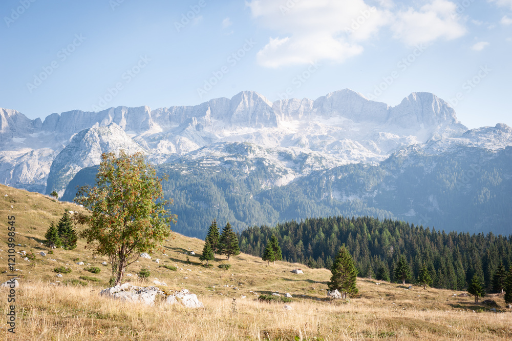 Mountain Landscape with Trees in the Julian Alps, Italy