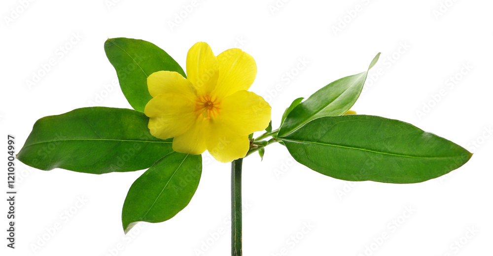 Fototapeta premium Allamanda yellow flower isolated on white background