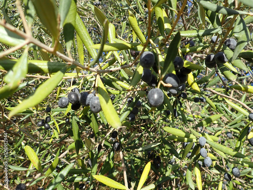 Olive tree branches with beautiful natural light and blue sky in background. Olive leaves blooming. Space for text, oil extraction process, olive tree leafs, Harvesting olives in Jijel Algeria Africa. photo