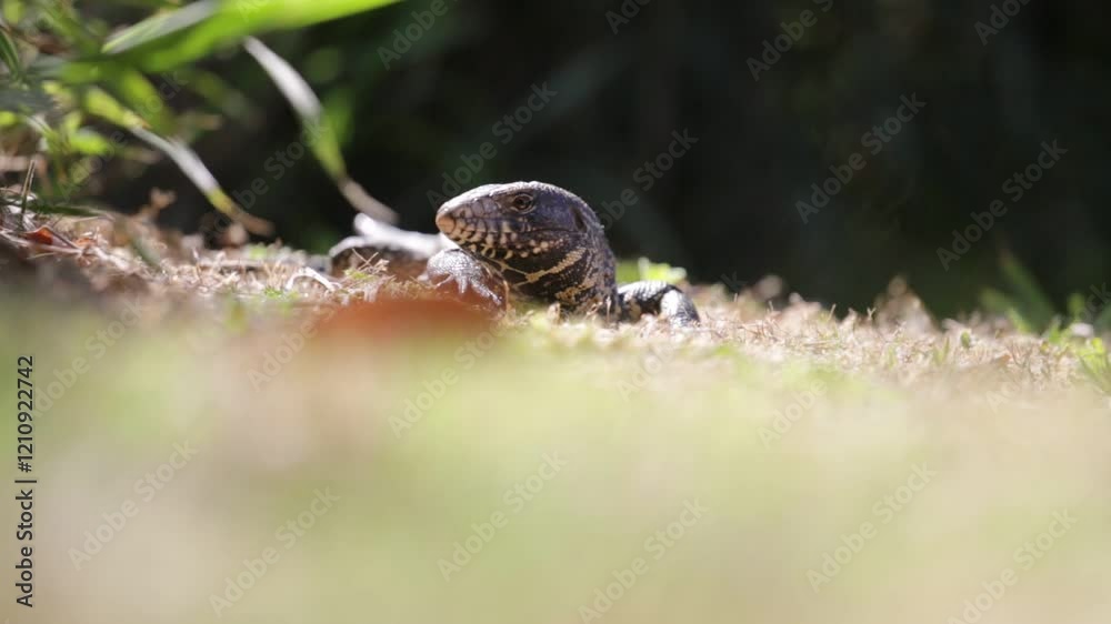 LAGARTO OVERO TOMANDO SOL