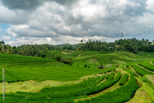 Beautiful rice field in Pupuan Bali Indonesia photo