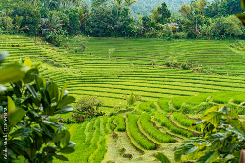 Beautiful rice field in Pupuan Bali Indonesia