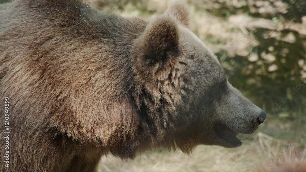 Big brown bear portrait at summer, 4k Big brown bear portrait at summer, 4k