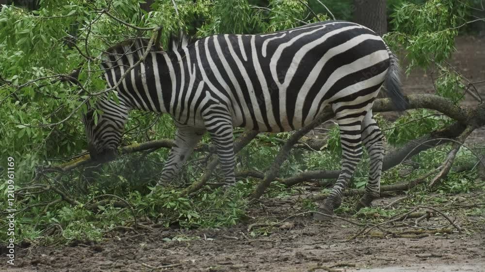 Zebra eating leaves and standing on the grassland, 4k Zebra eating leaves and standing on the grassland, 4k