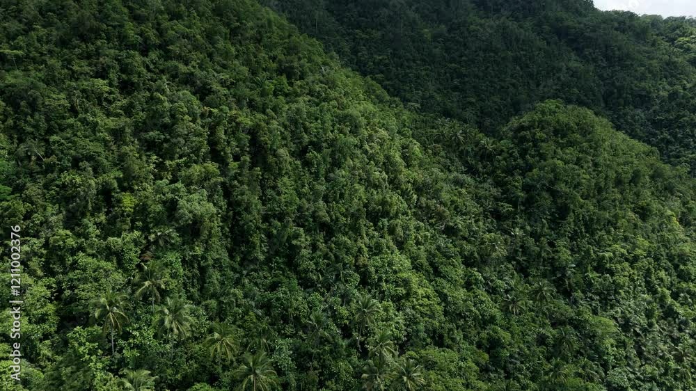 Explore a lush jungle forest and mountain landscape in Southern Philippines with a dolly forward tilt-up drone reveal. Witness pristine rainforest, parallax effects, and untouched ecosystems Explore a lush jungle forest and mountain landscape in Southern Philippines with a dolly forward tilt-up drone reveal. Witness pristine rainforest, parallax effects, and untouched ecosystems