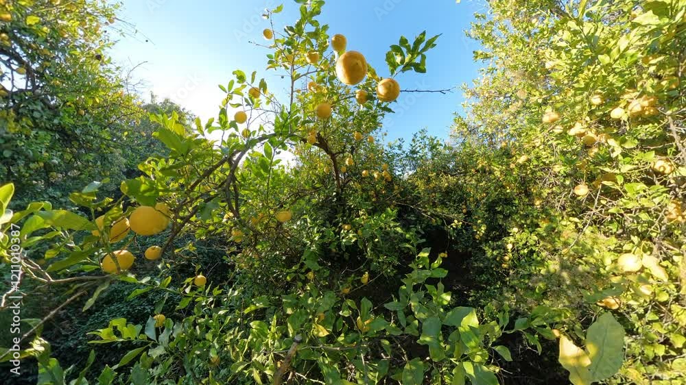 Vibrant Lemon Branches Covered With Yellow Fruits, Surrounded by Lush Foliage and Set Against a Clear Blue Sky, Capturing a Natural Rural Scene. Vibrant Lemon Branches Covered With Yellow Fruits, Surrounded by Lush Foliage and Set Against a Clear Blue Sky, Capturing a Natural Rural Scene.