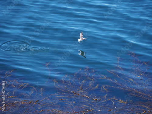 Gaviota sobrevolando el mar, Chile