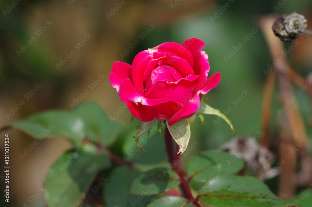 rose bud with water droplets rose bud with water droplets