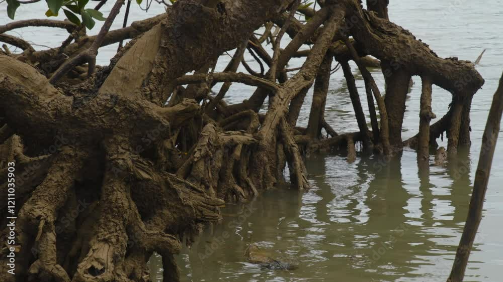 Mangroves are unique trees and shrubs that can thrive in saltwater environments, unlike most plants. Mangrove Roots. Mangroves are unique trees and shrubs that can thrive in saltwater environments, unlike most plants. Mangrove Roots.