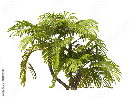 Single palm Tree PNG isolated on transparent background. big old palm plant with large green leaves. Areca Palm. Arenga engleri Plant. Chamaedorea. PNG bush or shrub outdoor plant. bamboo palm. photo