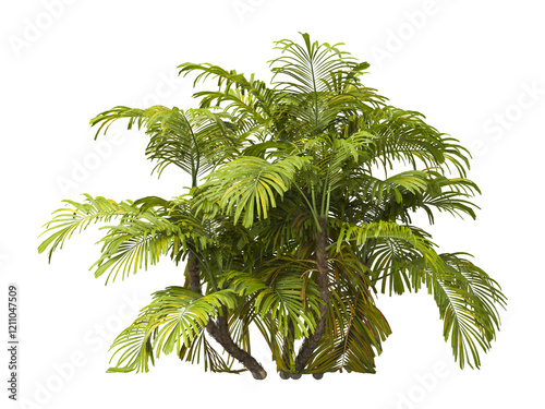 Single palm Tree PNG isolated on transparent background. big old palm plant with large green leaves. Areca Palm. Arenga engleri Plant. Chamaedorea. PNG bush or shrub outdoor plant. bamboo palm. photo