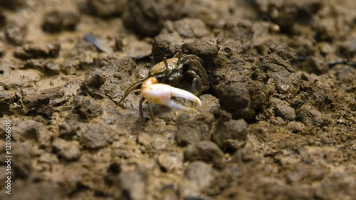 Footage of a Orange-clawed Fiddler Crab (Gelasimus vomeris). photo