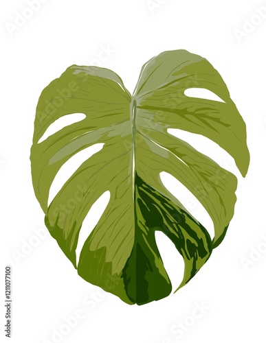 Hand drawn illustration of Monstera Borsegiana Mint.