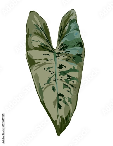 Hand drawn illustration of Philodendron llsemanii leaf.